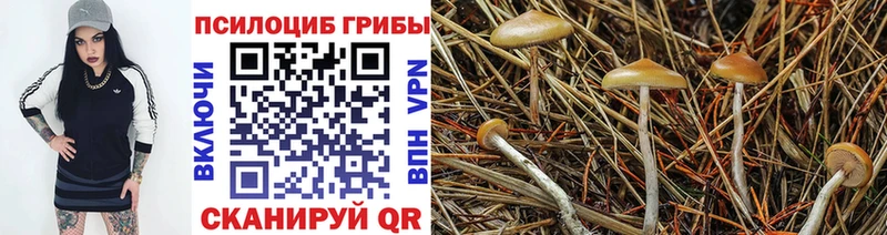 дарнет шоп  Лихославль  Псилоцибиновые грибы Psilocybe 